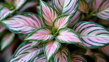 close up view of a tradescantia nanouk with pastel stripes in pink, white, and green across its thick pointed leaves. photo
