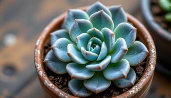 close up view of an echeveria succulent with concentric blue green rosettes and a dusty finish sitting in a decorative ceramic pot photo