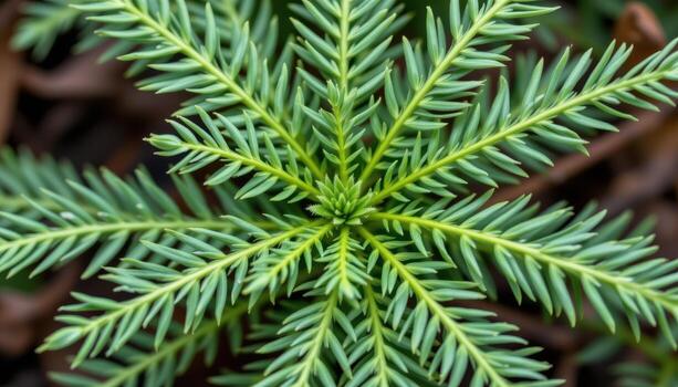 close up view of asparagus fern with feathery needle like leaves radiating in all directions from thin central stalks photo