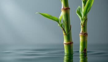 close up view of lucky bamboo stalks standing upright in clear water with fresh green leaves growing at each joint photo
