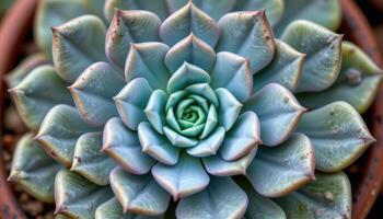 close up view of a perfectly symmetrical echeveria rosette with plump, powdery blue leaves spreading outward in even spirals photo