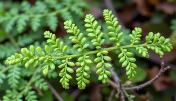 close up view of lemon button fern fronds with tiny round leaflets branching symmetrically from soft green stems photo