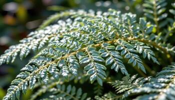 close up view of a silver lace fern with finely divided, lace like foliage shimmering in cool morning light photo
