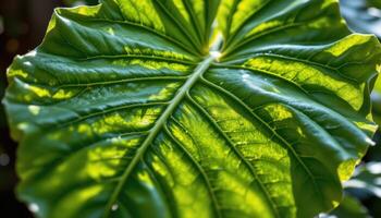 close up view of a large fiddle leaf fig leaf showing bold veins and ruffled edges with sunlight passing through from behind photo