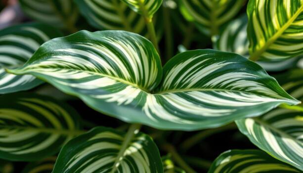 close up view of a zebra plant leaf patterned with sharp white stripes on dark green foliage in bright indirect light photo