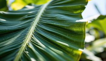 close up view of tropical banana plant leaf with large paddle shape and perfectly spaced parallel veins glowing from sunlight photo