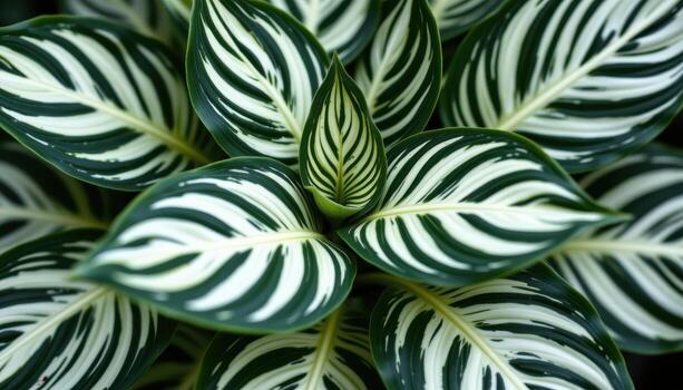 close up view of a zebra plant with thick dark leaves lined with bold white veins arranged in neat symmetry photo