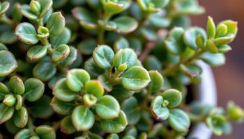 close up view of a jade plant with thick oval shaped leaves and red tinged edges growing from branching succulent stems photo