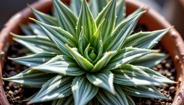 close up view of a compact zebra haworthia with spiky ridged leaves patterned in white stripes under gentle sunlight photo