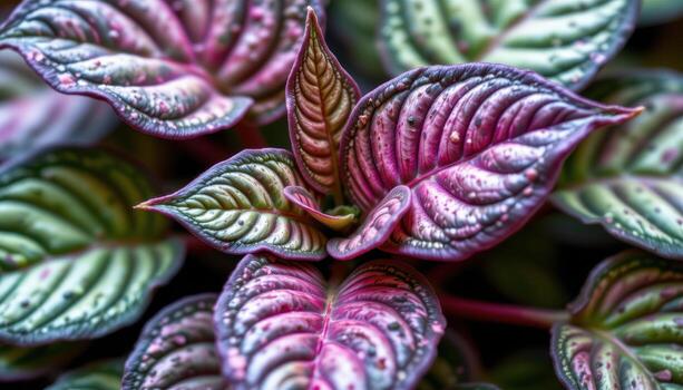 close up view of a rex begonia with spiraled textured leaves in metallic tones of silver, purple, and green photo