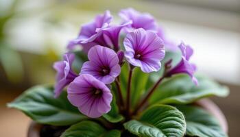 close up view of a flowering african violet with soft purple petals and fuzzy dark green leaves arranged in a tight cluster photo