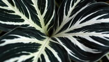 close up view of a velvety alocasia leaf with dramatic white veins forming a striking pattern against the dark foliage photo