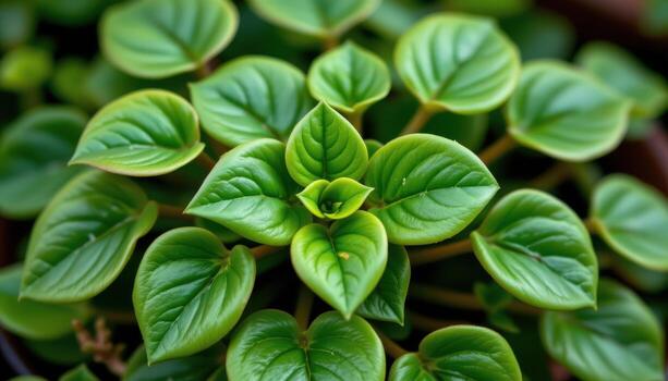 close up view of a peperomia obtusifolia with thick, rounded green leaves and a waxy finish arranged in tight clusters photo