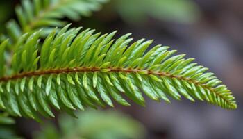 close up view of a miniature fern leaf with feathery, deeply divided fronds arranged in delicate layers photo