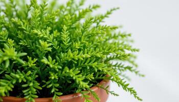close up view of a bushy asparagus fern with thin, airy foliage forming a soft green cloud in a small planter photo