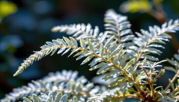 close up view of a silver lace fern with delicate, feathery fronds glowing under filtered natural light photo