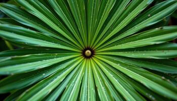 close up view of a tropical umbrella plant with compound leaves radiating outward from a single point photo