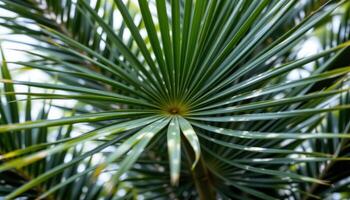 close up view of a dense green palm frond with long slender leaflets fanning out symmetrically under diffused light photo