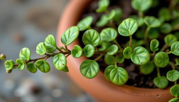 cerca arriba ver de un cuerda de tortugas planta con pequeño redondo hojas presentando Tortuga cáscara patrones foto