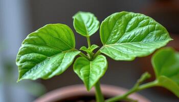 close up view of a fiddle leaf fig sapling with small, bright green young leaves displaying fresh veining photo