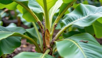 close up view of a young banana plant with broad, smooth leaves and a thick central stalk photo