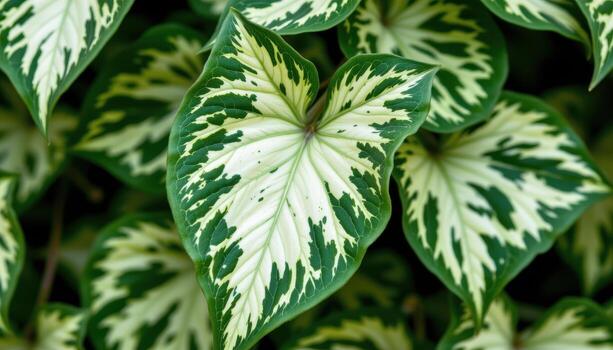close up view of a variegated ivy leaf with sharply pointed edges and bold contrast between green and white photo