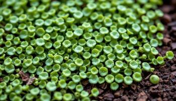 close up view of a clump of baby tears with countless tiny round leaves creating a soft mat over moist soil photo