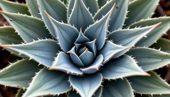 close up view of a spiky agave with symmetrical pointed leaves edged with soft white spines photo