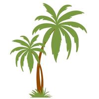 Coconut palm tree icon. Palm Tree illustration sign. Palm logo. vector