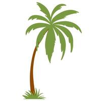 Coconut palm tree icon. Palm Tree illustration sign. Palm symbol or logo. vector