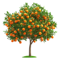 Orange Tree with Ripe Oranges and Leaves png