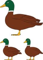 Illustration of duck in flat design, side view. vector