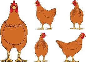 Collection of chicken, back and front view illustration. vector