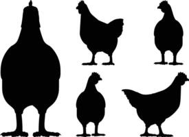 Black silhouette of chicken, back and front view illustration. vector