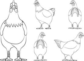Outline illustration of chicken, walking, back and front view. vector