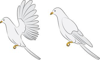 White dove - side view illustration. vector