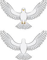 White dove flying - top and front view illustration. vector