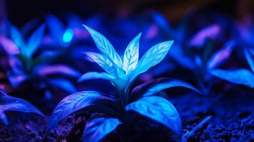 Vibrant blue-lit indoor plants thriving in dark soil under artificial lighting photo