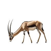 Antelope in Grazing Pose with Realistic Texture png