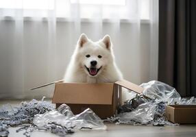 Dog in Cardboard Box Surrounded by Shredded Paper photo