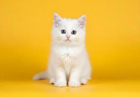 Fluffy Kitten on Solid Yellow Background photo