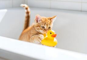 Kitten Playing with Rubber Duck in Bathtub photo
