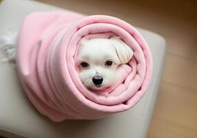 Small Dog Wrapped in Blanket Like a Burrito photo
