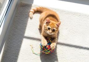 Kitten Playing with Yarn Ball on Cozy Rug photo