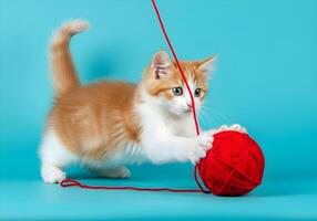 Kitten Playing with Yarn on Turquoise Background photo