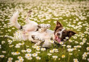 Dog Lying in Daisy Field with Paws Up photo
