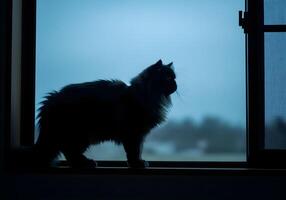 Silhouetted Cat at Window During Blue Hour photo