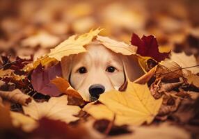Dog Hiding Under Autumn Leaves with Nose Showing photo
