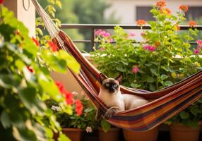 Cat Relaxing in Hammock on Balcony photo
