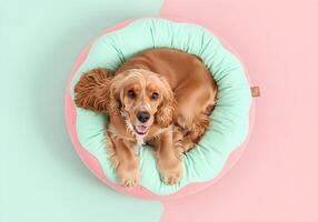 Cocker Spaniel in Donut-Shaped Dog Bed Top View photo
